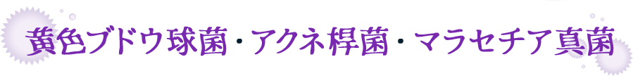 黄色ブドウ球菌・アクネ桿菌・マラセチア真菌